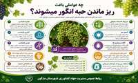 چه عواملی باعث ریز ماندن حبه انگور می شود؟ 